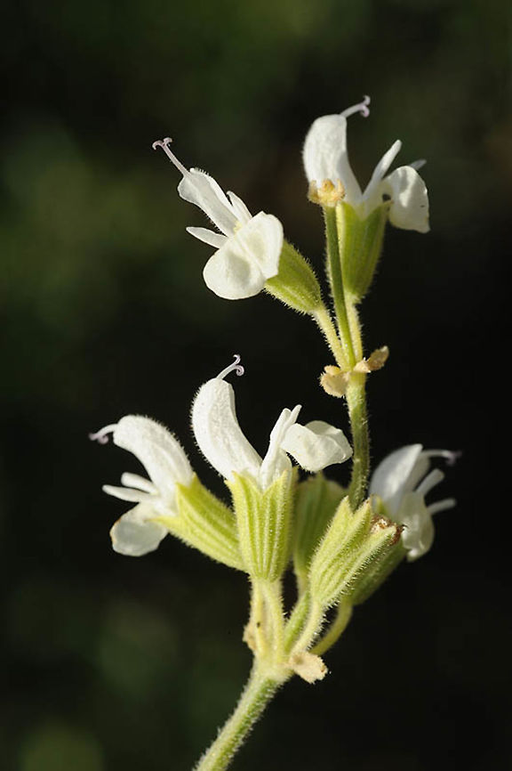 Salvia syriaca Salvia syriaca  is a perennial forming carpets in deep soils, often as a weed in traditionally managed agricultural fields. S Golan, Mevo HHama forest - near Ein Taufik Geotagged,Salvia syriaca,Spring
