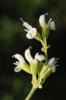 Salvia syriaca Salvia syriaca  is a perennial forming carpets in deep soils, often as a weed in traditionally managed agricultural fields. S Golan, Mevo HHama forest - near Ein Taufik Geotagged,Salvia syriaca,Spring