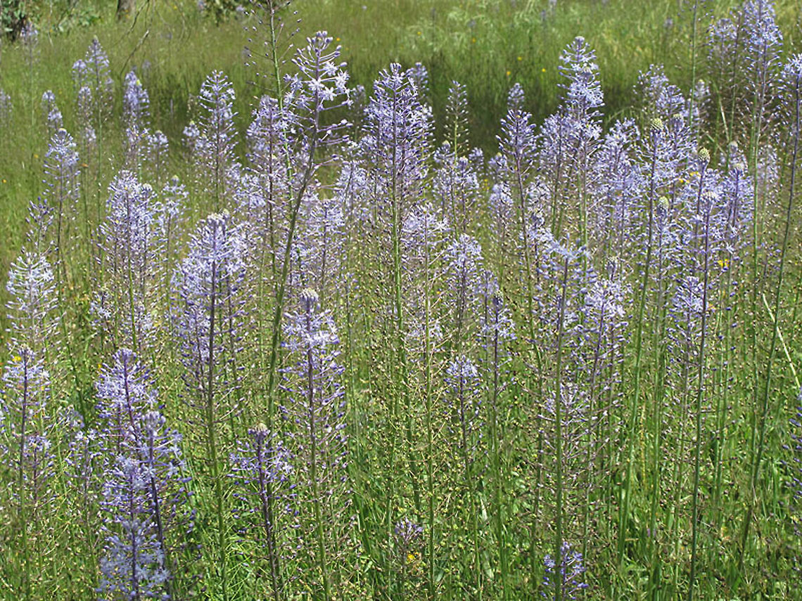 Scilla hyacinthoides Scilla hyacinthoides is a common E Mediterranean bulb. C Israel, Sergetns forest in Natanya Geotagged,Israel,Scilla hyacinthoides,Spring