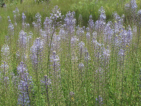 Scilla hyacinthoides Scilla hyacinthoides is a common E Mediterranean bulb. C Israel, Sergetns forest in Natanya Geotagged,Israel,Scilla hyacinthoides,Spring
