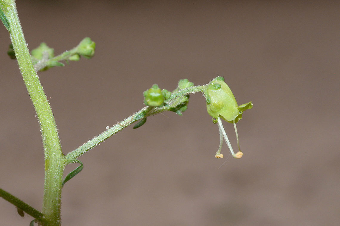 Scrophularia nabataeorum Scrophularia nabataeorum is an endemic of S Jordan. S Jordan, Little Petra Geotagged,Jordan,Scrophularia nabataeorum,Spring