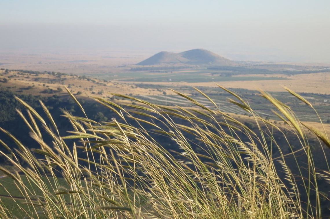 Secale montanum Secale montanum is a wild perennial rye. Golan, Mt Bental Geotagged,Secale montanum,Spring