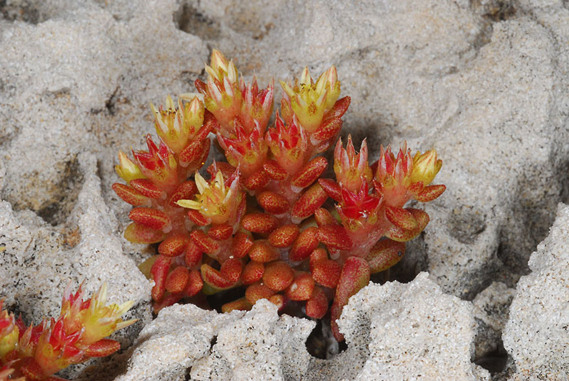 Sedum litoreum Sedum litoreum is a coastal anunal succulent. N Israel, Achziv Coast Geotagged,Israel,Sedum litoreum,Spring