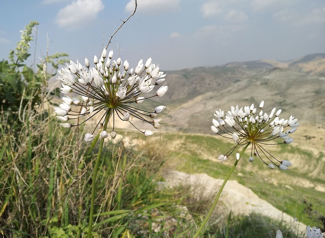Allium palaestinum A wild edible garlic found in Israel and Jordan.  Allium palaestinum,Geotagged,Winter