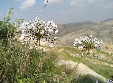 Allium palaestinum A wild edible garlic found in Israel and Jordan.  Allium palaestinum,Geotagged,Winter