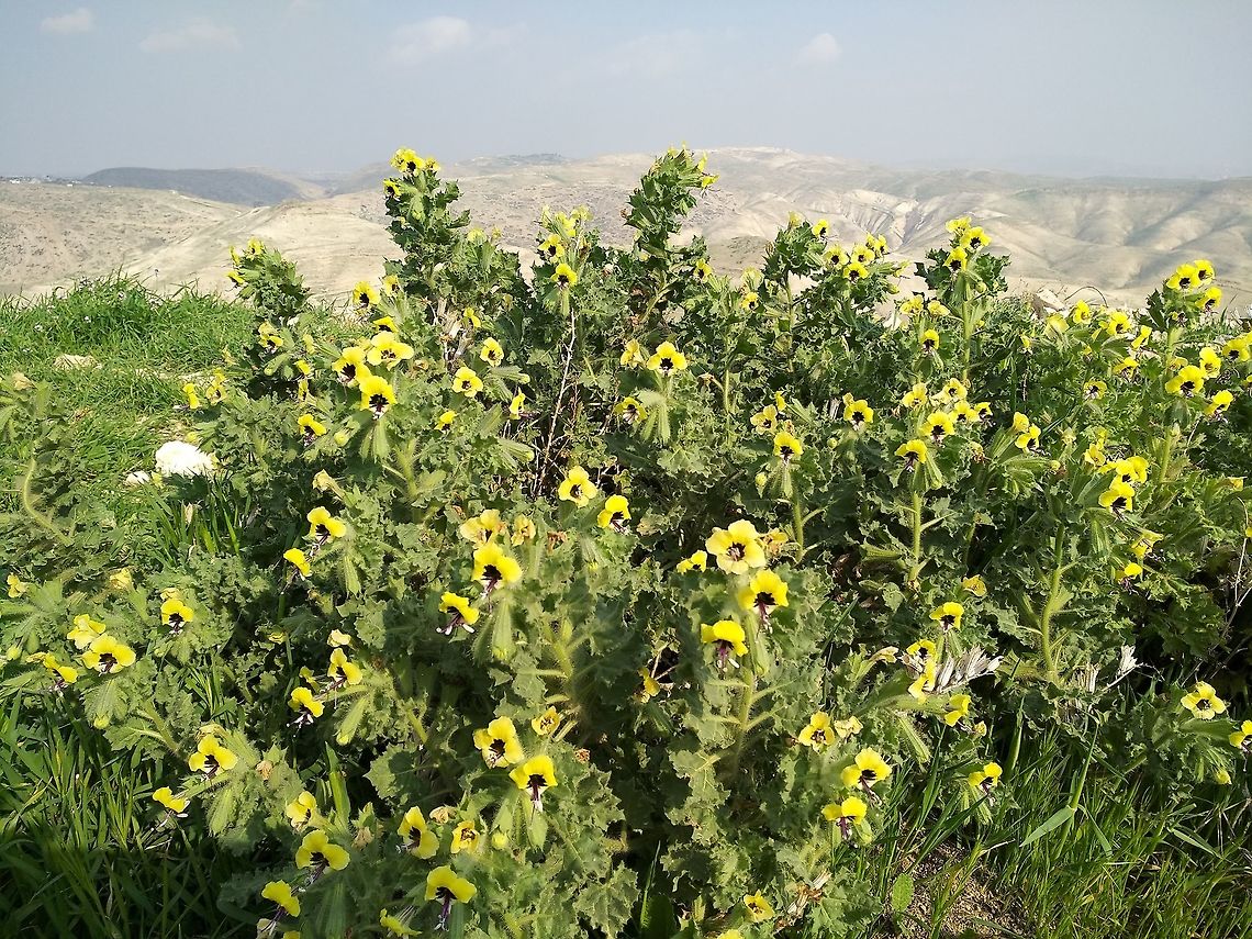 Hyoscyamus aureus An east Mediterranean perennial, penetrating the desert.  Geotagged,Hyoscyamus aureus,Winter