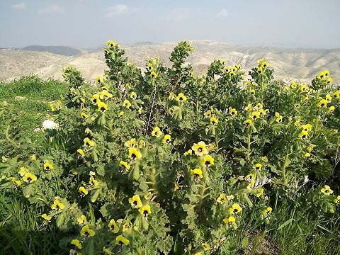 Hyoscyamus aureus An east Mediterranean perennial, penetrating the desert.  Geotagged,Hyoscyamus aureus,Winter