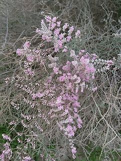 Limonium pruinosum