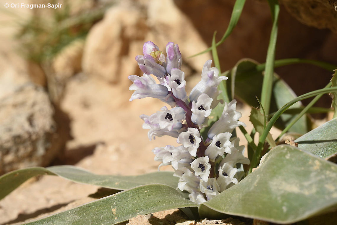 Bellevalia desertorum Bellevalia desertorum is a common bulb of the deserts of Israel, Jordan and Egypt. S Israel, Makhtech Gadol Bellevalia desertorum,Geotagged,Israel,Winter