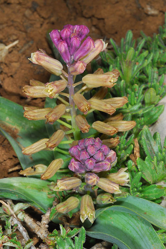 Bellevalia hermonis Bellevalia hermonis is a small bulb of the heights of Mt Hermon. Mt Hermon, Dudevan dolines, 2150 m. Bellevalia hermonis,Geotagged,Spring