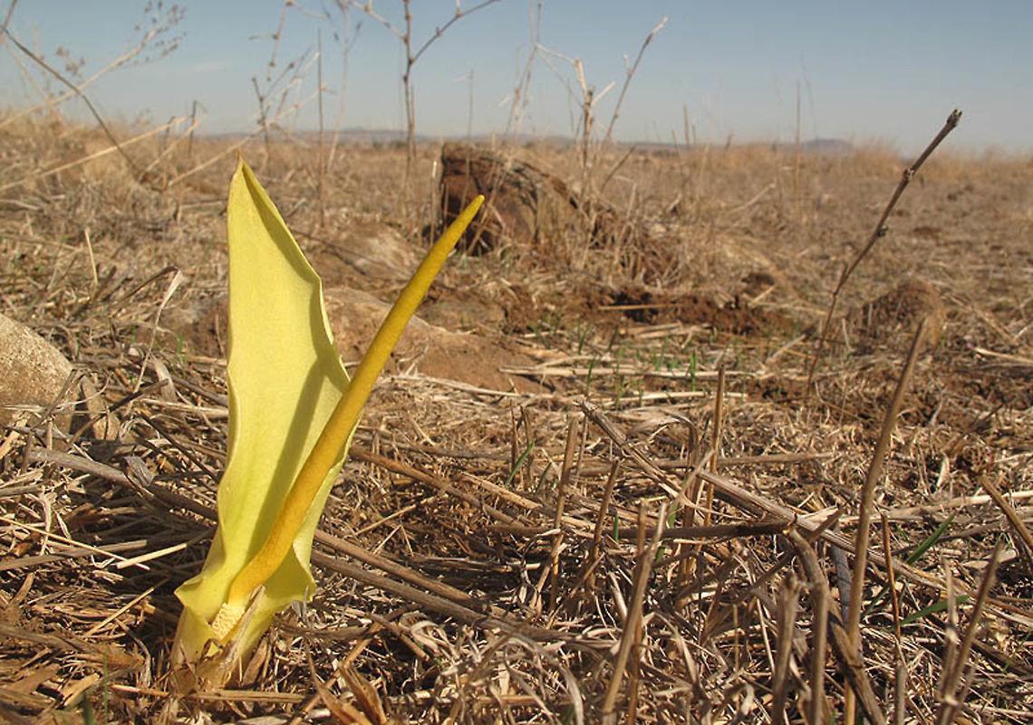 Biarum auraniticum Biarum auraniticum is a narrow endangered endemic of the Golan Heights. This picture was taken in Dalyot Jnc Biarum auraniticum,Fall,Geotagged