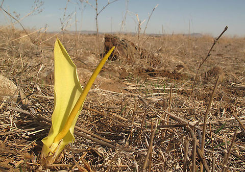 Biarum auraniticum Biarum auraniticum is a narrow endangered endemic of the Golan Heights. This picture was taken in Dalyot Jnc Biarum auraniticum,Fall,Geotagged