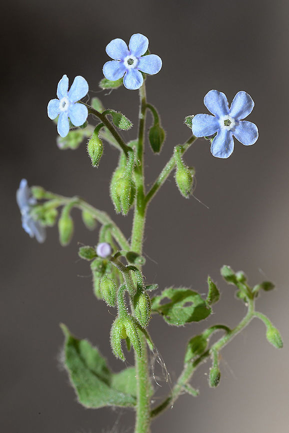Brunnera orientalis Brunnera orientalis is a mountainous perennial of the arid Middle East. S Jordan, Little Petra Brunnera orientalis,Geotagged,Spring