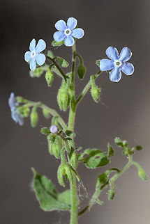 Brunnera orientalis Brunnera orientalis is a mountainous perennial of the arid Middle East. S Jordan, Little Petra Brunnera orientalis,Geotagged,Spring