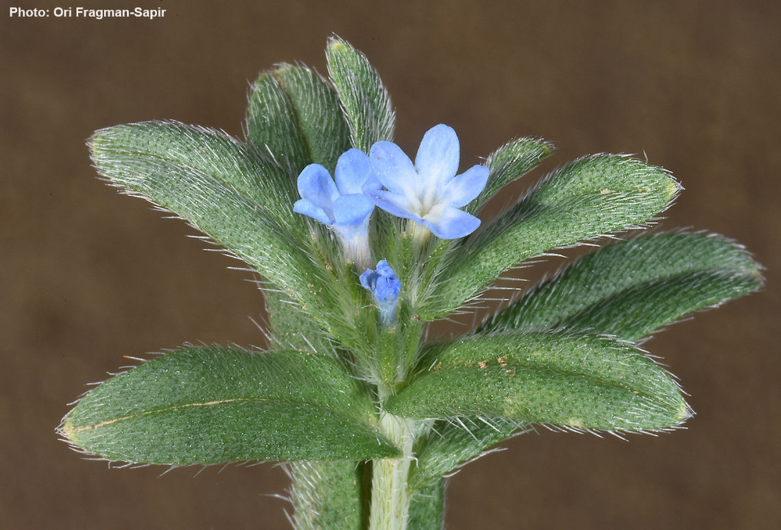 Buglossoides arvensis A common Mediterranean annual. Field gromwell,Geotagged,Israel,Lithospermum arvense,Winter