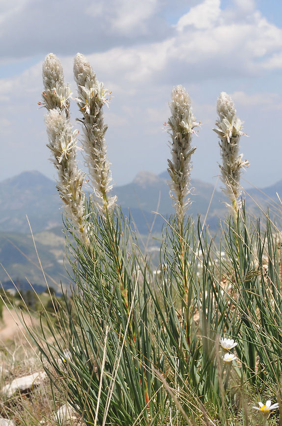 Asphodleine taurica Asphodleine taurica is an erect perennial of the arid Anatolia and its surroundings. Turkey, Antalya - Seklikent Asphodleine taurica,Geotagged,Spring,Turkey