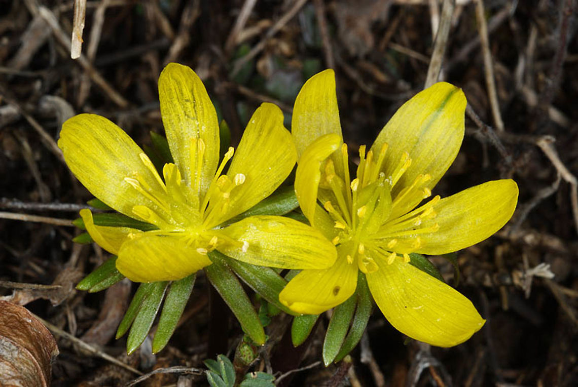 Eranthis hyemalis A small mountainous perennial that blooms just after snow melts. Eranthis hyemalis,Geotagged,Spring,Turkey,Winter aconite