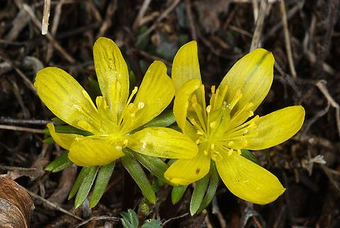 Eranthis hyemalis A small mountainous perennial that blooms just after snow melts. Eranthis hyemalis,Geotagged,Spring,Turkey,Winter aconite