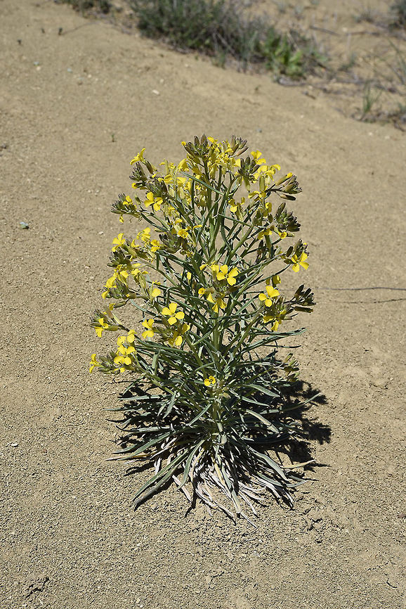 Erysimum thyrsoideum Erysimum thyrsoideum is a Turkish perennial. Kamisli, Adana, Turkey Erysimum thyrsoideum,Geotagged,Spring,Turkey