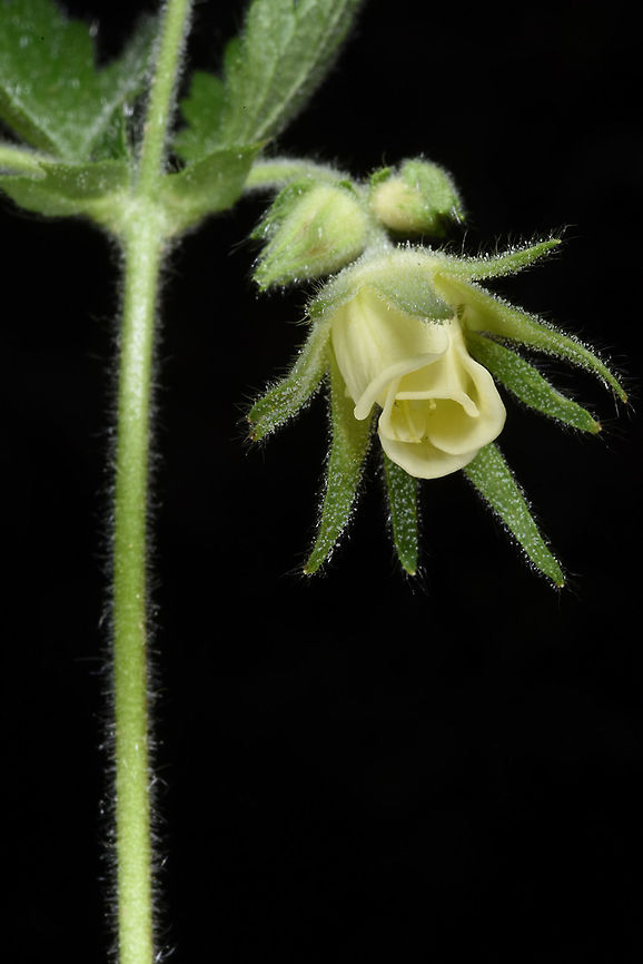 Geum heterocarpum A mountainous perennial with pending cream coloured flowers and long-tailed fruits. Turkey, near Akseki Geotagged,Geum heterocarpum,Spring,Turkey
