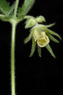 Geum heterocarpum A mountainous perennial with pending cream coloured flowers and long-tailed fruits. Turkey, near Akseki Geotagged,Geum heterocarpum,Spring,Turkey