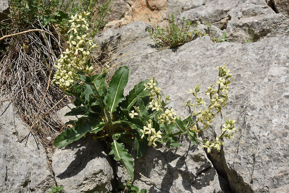 Hesperis campicarpa Hesperis campicarpa is a mountainous Turkish perennial. Turkey, Aladaglar Geotagged,Hesperis camicarpa,Hesperis campicarpa,Spring,Turkey