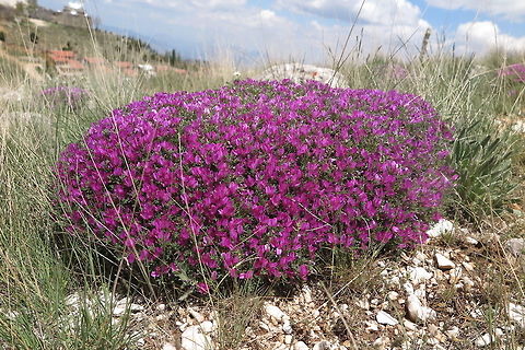 Onobrychis cornuta Onobrychis cornuta is a common alpine sub-shrub of the arid mountains from central Asia to the E Mediterranean. Turkey, Antalya - Seklikent Geotagged,Onobrychis cornuta,Spring,Turkey