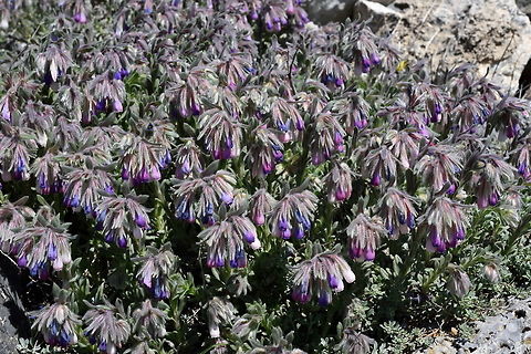 Onosma alborosea A perennial of the Turkish mountains. Its flowers change colour distinctly. Geotagged,Onosma alborosea,Spring,Turkey