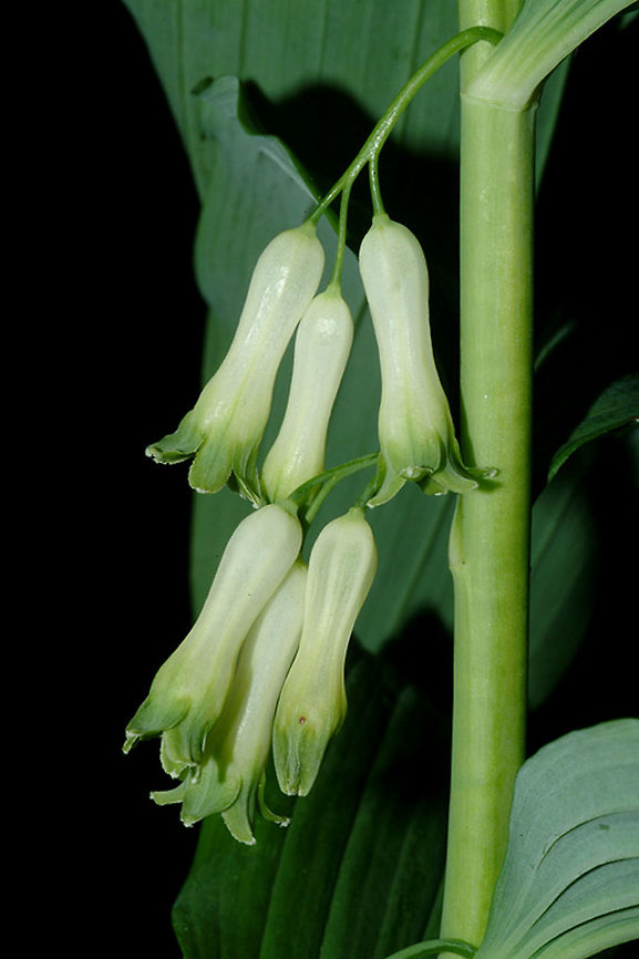 Polygonatum multiflorum Polygonatum multiflorum is a forest perennial of Turkey and the Caucasus. NE Turkey, Borcka Geotagged,Polygonatum multiflorum,Solomon's seal,Spring,Turkey