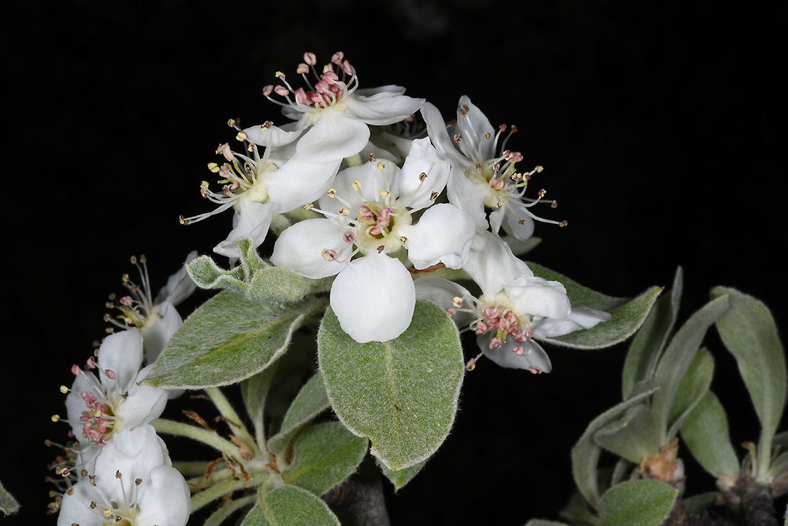 Pyrus elaeagnifolia Pyrus elaeagnifolia is a wint3er deciduous tree. It has silvery foliage and beautiful pure white flowers. Turkey, NW of Ermenek Geotagged,Pyrus elaeagrifolia,Spring,Turkey,elaeagrifolia