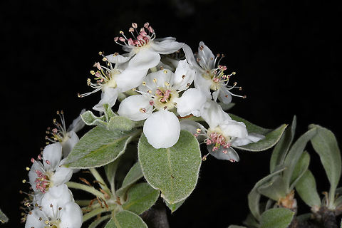 Pyrus elaeagnifolia Pyrus elaeagnifolia is a wint3er deciduous tree. It has silvery foliage and beautiful pure white flowers. Turkey, NW of Ermenek Geotagged,Pyrus elaeagrifolia,Spring,Turkey,elaeagrifolia