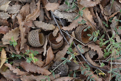 Quercus libani Quercus libani is a winter deciduous tree of the E Mediterranean Mts. Turkey, NW of Ermenek Geotagged,Quercus libani,Spring,Turkey
