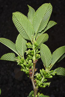 Rhamnus libanotica Rhamnus libanotica is a crawling alpine shrub of the arid E Mediterranean Mys. Turkey, Aladaglar Geotagged,Rhamnus libanotica,Spring,Turkey