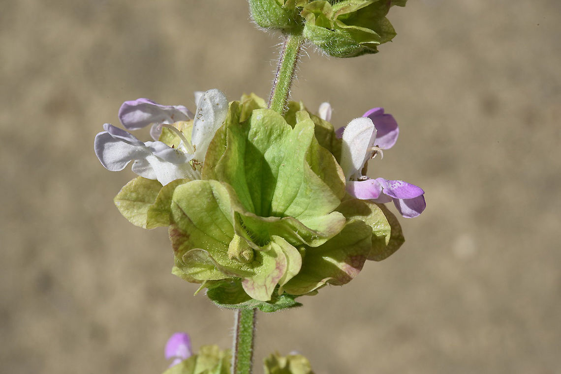 Salvia absconditiflora Salvia absconditiflora is one of many sages in the Middle East. This one has a large decorative calyx. Kamisli, Adana, Turkey Geotagged,Salvia absconditiflora,Spring,Turkey