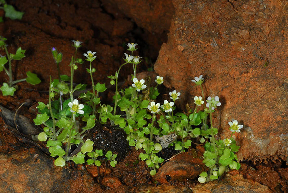 Saxifraga hederacea Saxifraga hederacea is a tiny annual of shady habitats in the E Mediterraenan. S Turkey - road to Akseki Geotagged,Saxifraga hederacea,Spring,Turkey