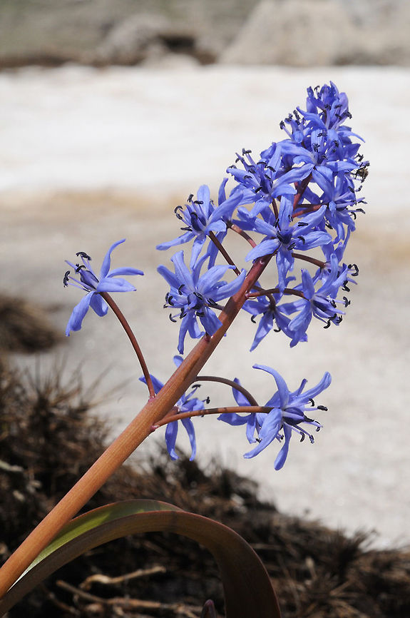 Scilla bifolia Scilla bifolia is a common alpine bulb of the E Mediterranean Mts. Turkey, near Egrigol, 2050m Alpine squill,Geotagged,Scilla bifolia,Spring,Turkey