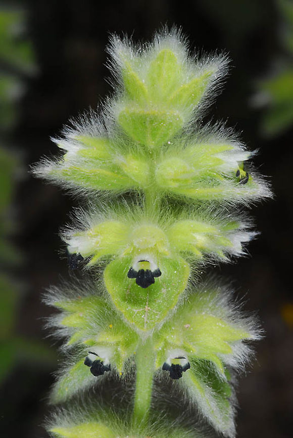 Sideritis lanata Sideritis lanata is a common small annual of semi-arid Anatolia. Geotagged,Sideritis lanata,Spring,Turkey