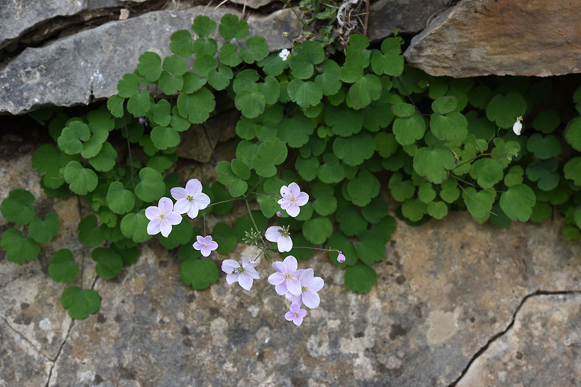 Thalictrum orientale Thalictrum orientale is a beautiful perennial of Turkey and the Caucasus. Turkey, Mt Duldul Geotagged,Spring,Thalictrum orientale,Turkey