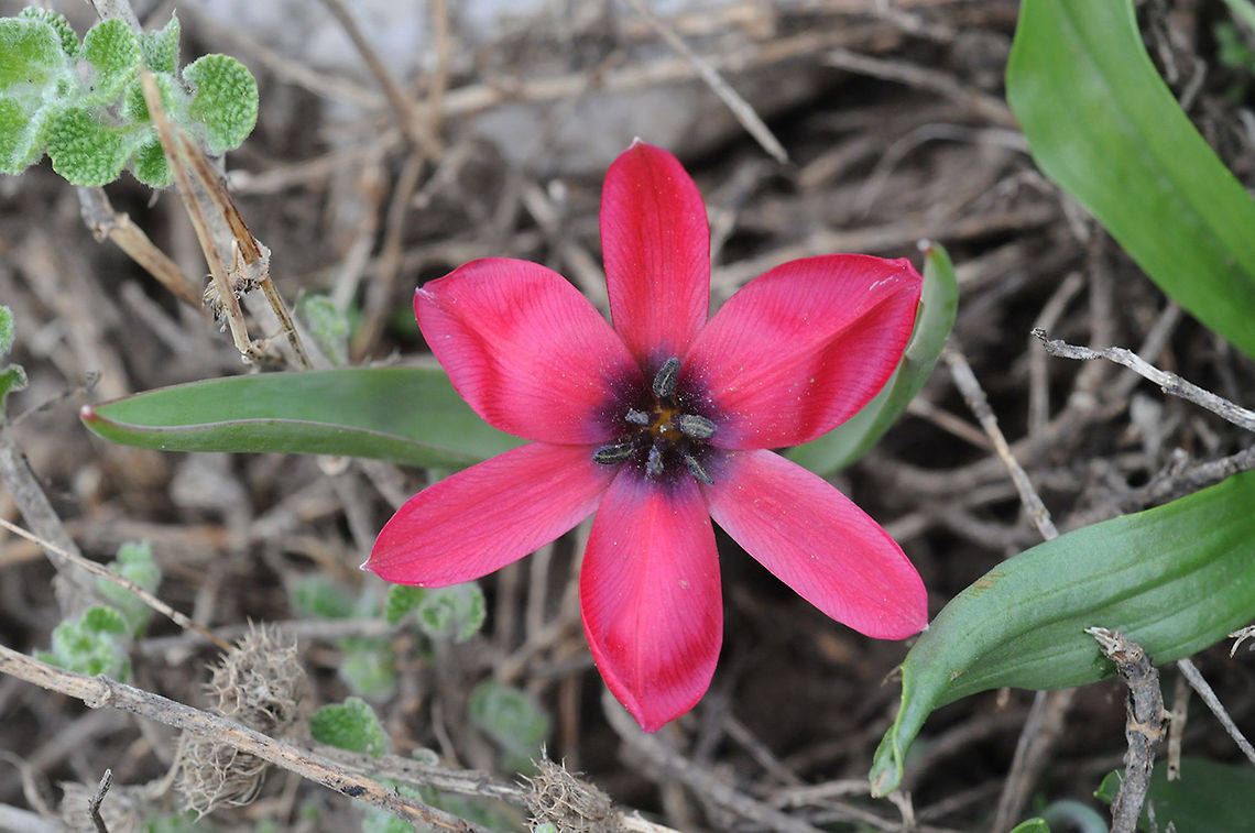 Tulipa cinnabarina Tulipa cinnabarina is a small alpine endemic tulip. Turkey, near Egrigol, 2050m Geotagged,Spring,Tulipa cinnabarina,Turkey
