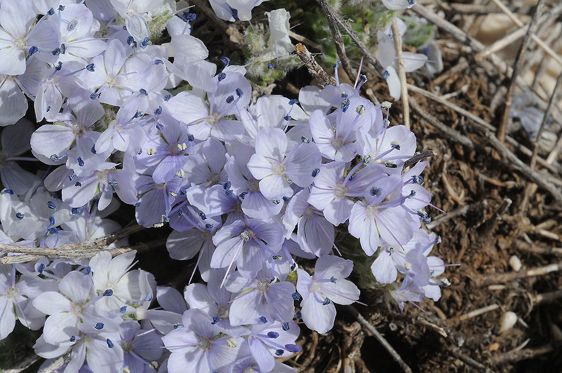 Veronica caespitosa Veronica caespitosa is a compact alpine perennial. Turkey, Antalya - Seklikent Geotagged,Spring,Turkey,Veronica caespitosa