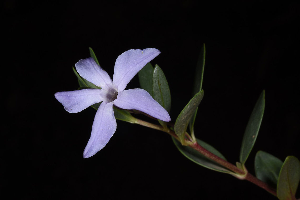 Vinca herbacea Vinca herbacea is an arid perennial of hte Middle East and the Caucasus. Unlike most other Vinca species, it is not a crawling-climbing plant. Turkey, above Solkali Geotagged,Spring,Turkey,Vinca herbacea,herbacea