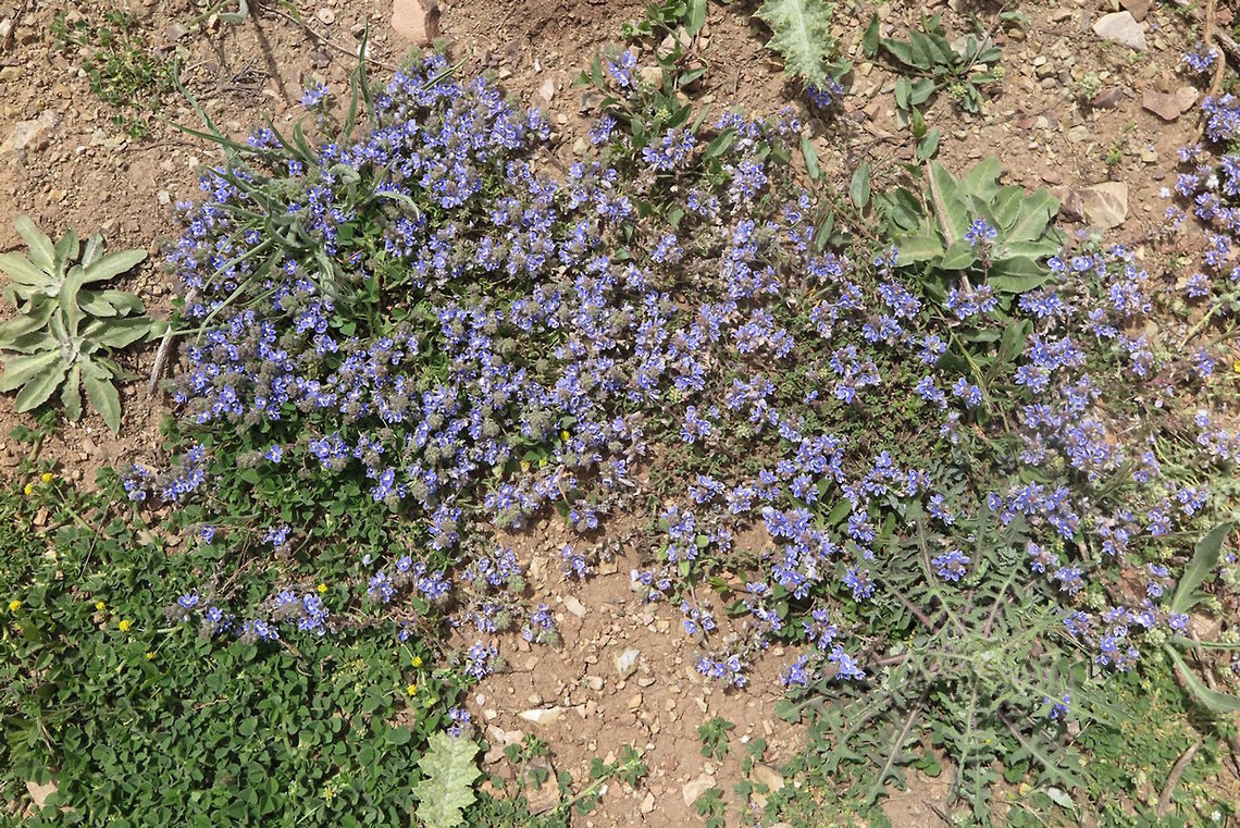 Veronica orientalis Veronica orientalis is a carpet forming alpine perennial of SW Asia. Turkey, Antalya - Seklikent Geotagged,Spring,Turkey,Veronica orientalis