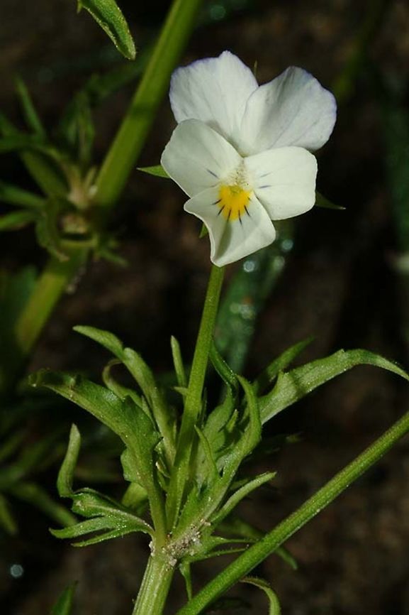 Viola arvensis Viola arvensis is one of the common annual pansies. NE Turkey, Ozungul Geotagged,Spring,Turkey,Viola arvensis