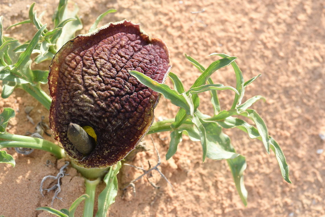 Eminium spiculatum Eminium spiculatum is a tuberous aroid of the east Mediterranean, it penetrates also the semi-desert. S Israel, W Negev, Shunra Sands Eminium spiculatum,Geotagged,Israel,Winter,spiculatum