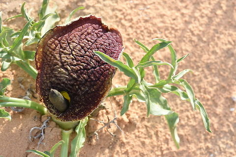 Eminium spiculatum Eminium spiculatum is a tuberous aroid of the east Mediterranean, it penetrates also the semi-desert. S Israel, W Negev, Shunra Sands Eminium spiculatum,Geotagged,Israel,Winter,spiculatum
