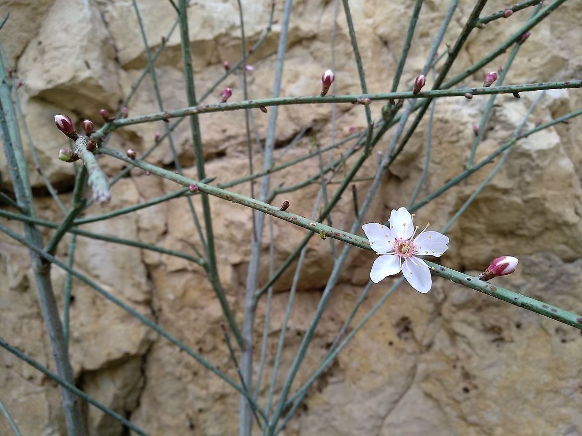 Amygdalus arabica A unique rare desert almond thay sheds its leaves to decrease water loss.  Geotagged,Prunus arabica,Winter