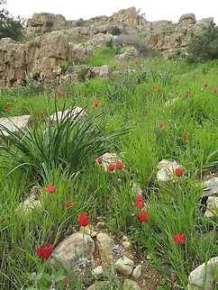 Tulipa agenensis An east Mediterranean striking bulb.  Geotagged,Tulipa agenensis,Winter