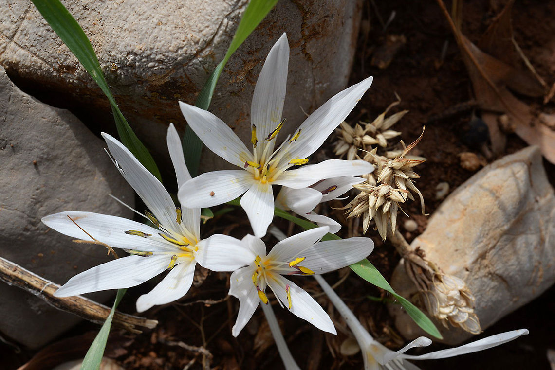 Colchicum antilibanoticum Colchicum antilibanoticum is an autumnal cormous flower that grows in the Anti-Lebanon and Hermon Mts. Mt Hermon 1450m Colchicum antilibanoticum,Fall,Geotagged