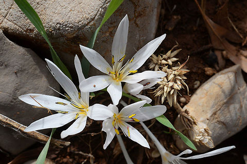 Colchicum antilibanoticum Colchicum antilibanoticum is an autumnal cormous flower that grows in the Anti-Lebanon and Hermon Mts. Mt Hermon 1450m Colchicum antilibanoticum,Fall,Geotagged