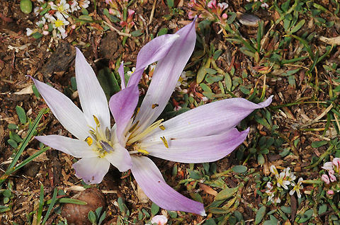 Colchicum szovitsii ssp. brachyphyllum Colchicum szovitsii  is a cormous plant that blooms at the end of autumn and in early winter. ssp. brachyphyllum has broad leaves and grows in N Israel- Syria-Lebanon. Mt Hermon, Man Valley Colchicum szovitsii,Fall,Geotagged